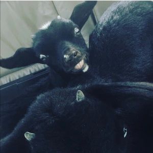 Meet your Posher, Nina